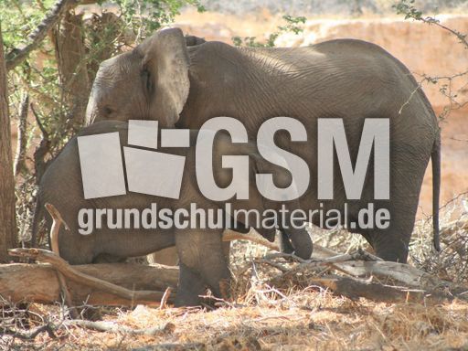 Afrikanischer_Elefant_24.JPG